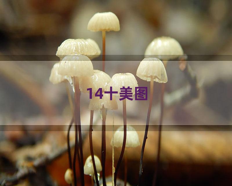 14十美图