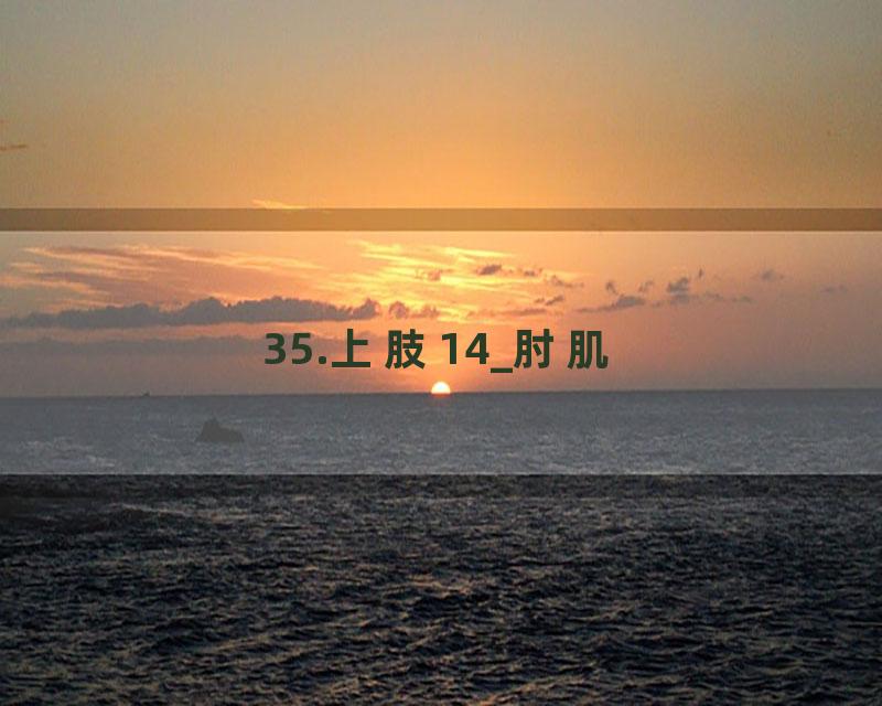 35.上肢14_肘肌
