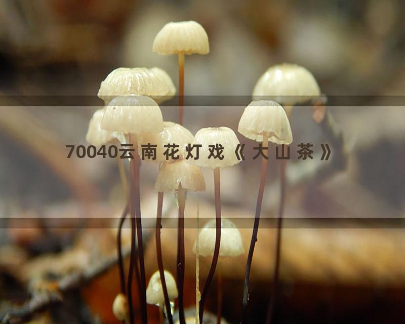 70040云南花灯戏《大山茶》