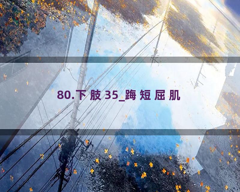 80.下肢35_踇短屈肌