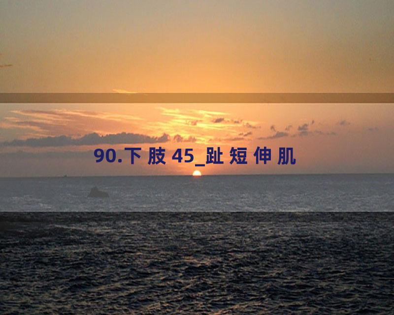 90.下肢45_趾短伸肌